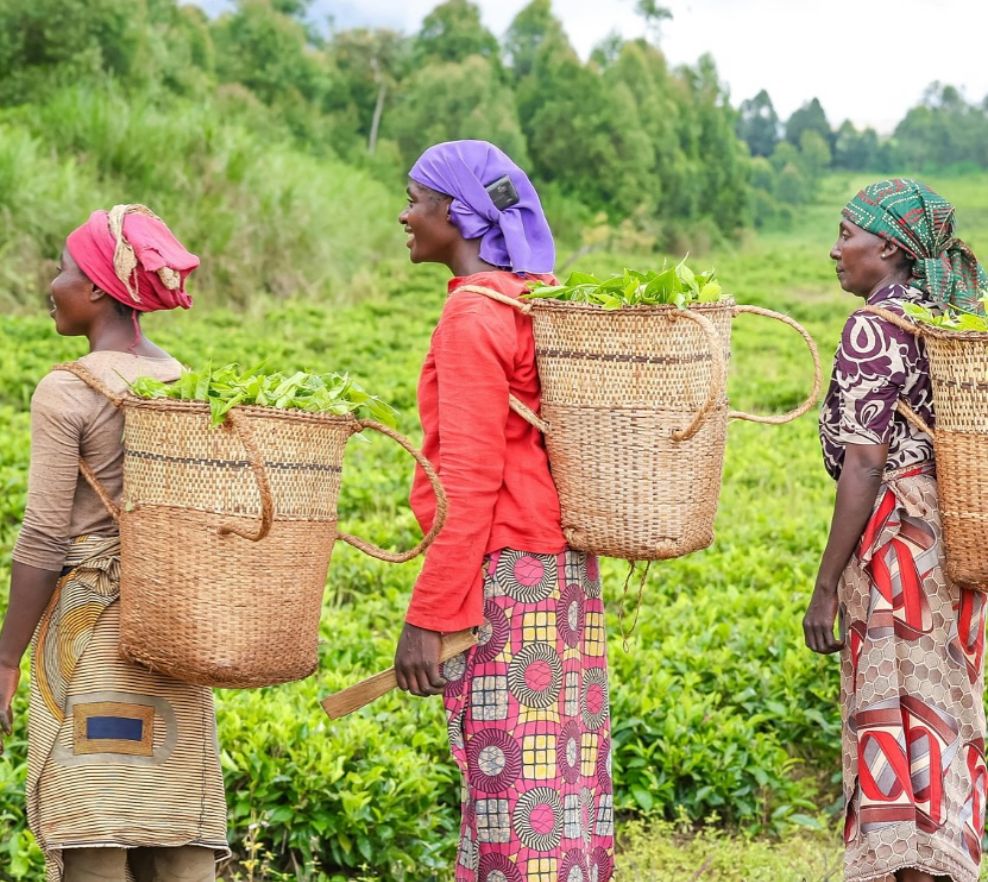 Three rural women at farm observing sustainable agriculture practices
